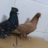 ۲۶عدد دم سفید کاکولی|پرنده|تربتحیدریه, کاشانی|دیوار