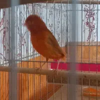 قناری نر مست ماده اماده