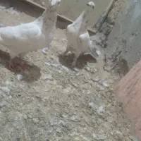 عالمانی