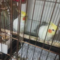 عروس لوتینو والبینو|پرنده|اسلامآباد غرب, |دیوار