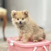 پامرین خرسی پرتقالی