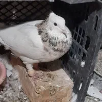 ۷ عدد کبوتر