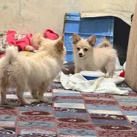 2 عدد سگ کوچیک