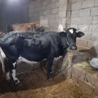 دوعددگاو وگوساله|حیوانات مزرعه|دهگلان, |دیوار