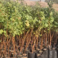 نهال پسته|خدمات باغبانی و درختکاری|قم, کلهری|دیوار