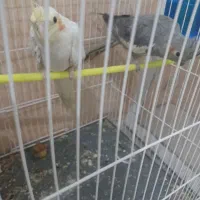 عروس هلندی