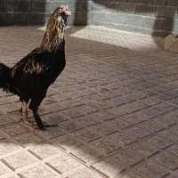جوجه خروس محلی|حیوانات مزرعه|شاهین دژ, |دیوار