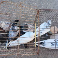 کبوتر پرشی قیمت عالی مرغ عشق|پرنده|نکا, |دیوار