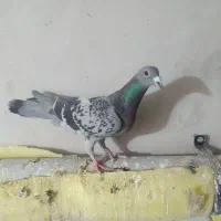 کبوتر آلمان|پرنده|نیشابور, بنیاد شهید|دیوار