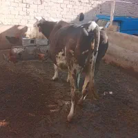 گاو سیمیتال|حیوانات مزرعه|ملکان, |دیوار