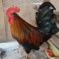 خروس|حیوانات مزرعه|اهواز, کوی مهدیس|دیوار