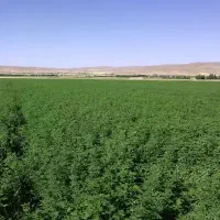 زمین-کشاورزی-برای-اجاره-زنبوردار