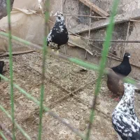سلام دوستان کبوترانیسن قفس