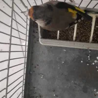 سهره ماده سیاه سر|پرنده|پردیس, فاز ۹|دیوار