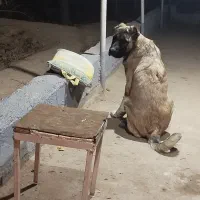 توله سگ سرابی