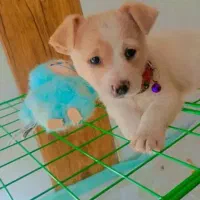 سگ دوماهه شیتزو شیطون