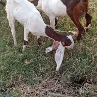 بز پاکستانی|حیوانات مزرعه|برازجان, |دیوار