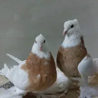 کبوتر طوقی زرد|پرنده|پیر بکران, |دیوار