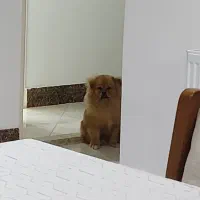 سگ پامر|سگ|سلمانشهر, |دیوار