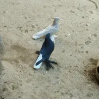 دم سفید پرپاس