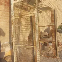 باربند وانت پیکان