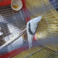 عروس هلندی دوکت آلبینو پروانه ای نر هست