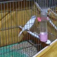 سه عدد قناری نر مست