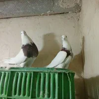 کبوتر طوقی وسرور