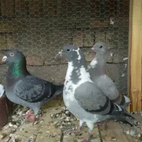 جوجه کبوتر مسافتی پلاکی آتم کفتر|پرنده|ارومیه, |دیوار