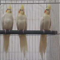 جوجه عروس هلندی آماده آموزش|پرنده|دماوند, گیلاوند|دیوار