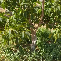 باغ گردویی مناسب برای سرمایه گذاری|فروش زمین و ملک کلنگی|سامان, |دیوار