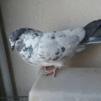 نرکله دمسبز|پرنده|نجف‌آباد, هفده شهریور|دیوار