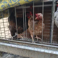 مرغ|حیوانات مزرعه|مبارکه, |دیوار