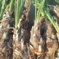 فسیل کلوته ومراسنگ وخنیزی موجود است