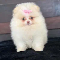 سگ پامر/پامرانین/خرسی درجه کیفی+A