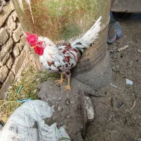 خروس گلین|حیوانات مزرعه|سامان, |دیوار