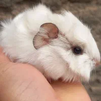 خوکچه هندی|موش و خرگوش|مشهد, موعود|دیوار