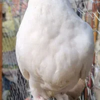 کبوتر طوقی سفید|پرنده|بابل, |دیوار