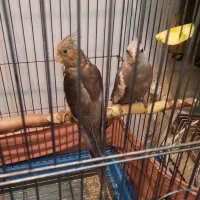 ۴ عدد عروس هلندی سینامون