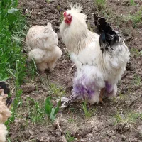 ۵تا مرغ و خروس برهما قبل از تماس توضیحات رو بخونید