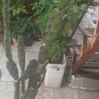 کاکتوس‌های غول پیکر مخصوص تکثیر|گل و گیاه طبیعی|شیراز, پانصد دستگاه ارتش|دیوار