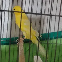 قناریه نر رسمی بلند مست|پرنده|کرج, گلشهر|دیوار