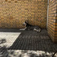 واگذاری هاسکی عقیم شده سه ساله