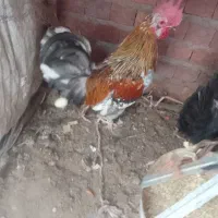 خروس  و کره ۱۵۰۰