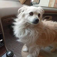 واگذاری ویامعاوضه باعروس هلندی