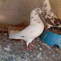 کفتر|پرنده|خرمشهر, |دیوار