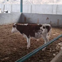 گوساله سیمینتال اصل درجه 1|حیوانات مزرعه|لالی, |دیوار