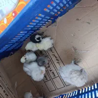 سلام  دو تا مرغ اصیل 5تا جوجه 7روزه 3تاده روز