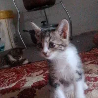 گربه گمشدن