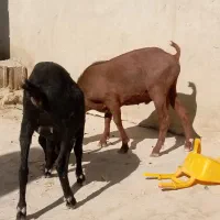 تروشت اصل نژاد مورسیا|حیوانات مزرعه|مهرستان, |دیوار